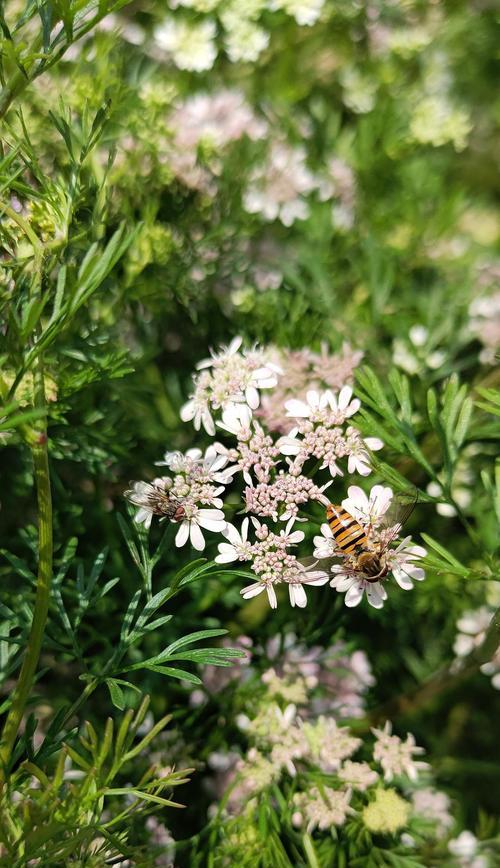 香菜会开花吗（探寻香菜的开花奥秘与意义）