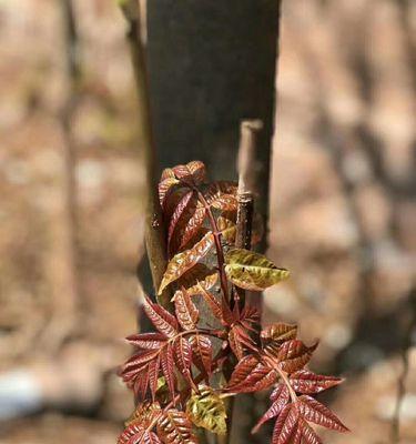 香椿树开花寓意与传说（揭秘香椿树开花的奥秘）