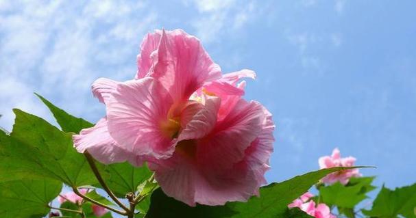 湘潭市花菊花的象征与寓意（探寻湘潭市花菊花的文化内涵）