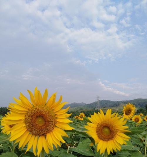 向日葵的花语与寓意（解读向日葵的花语）