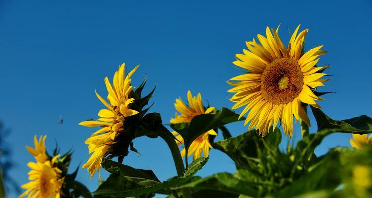 向阳花的花语和意义（探索向阳花的花语及其象征意义）