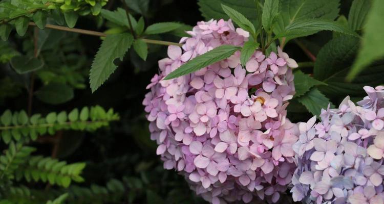 绣球花的花语及其寓意（美丽的绣球花传递的15个寓意）