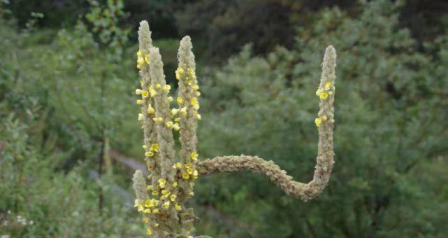 玄参科植物的共性特征与特点（玄参科植物的形态特征）