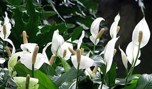 一帆风顺的花语与寓意（花开花落）