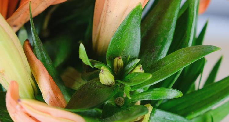 宜宾市花黄桷兰的象征意义（传承与繁荣——宜宾市花黄桷兰的文化价值）