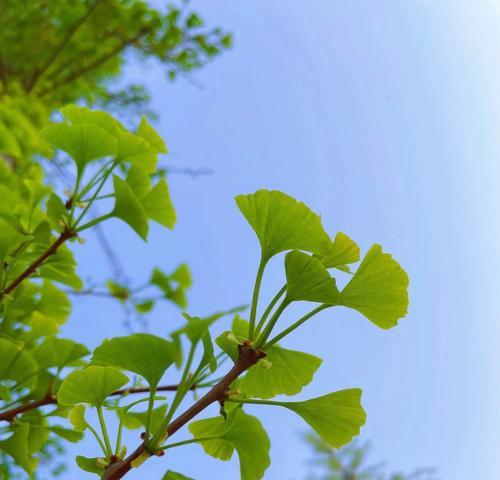 银杏叶的象征意义与寓意（揭示银杏叶的文化象征和生命哲学）