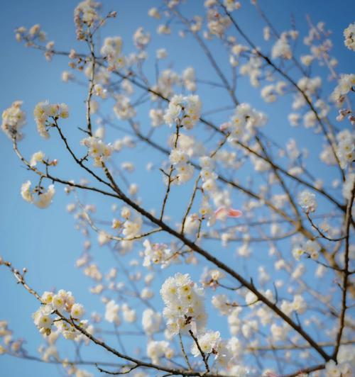 樱花之美（盛开绚烂的“樱花雨”承载着爱）