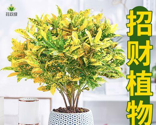 寓意招财的植物——财源滚滚（的绿色奇迹）