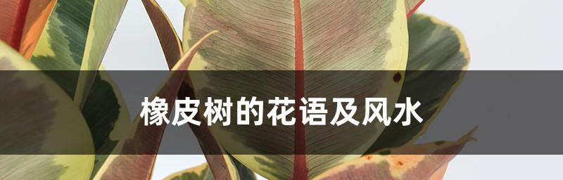 橡皮树的花语——寓意与象征（丰富多样的橡皮树花语与意义）