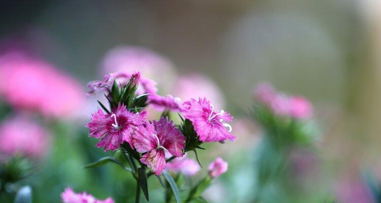 须苞石竹花语大揭秘（揭秘须苞石竹的花语以及其寓意）