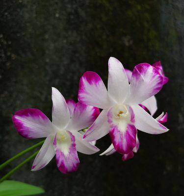 洋兰花的象征意义与美丽魅力（探寻洋兰花的文化内涵与艺术价值）