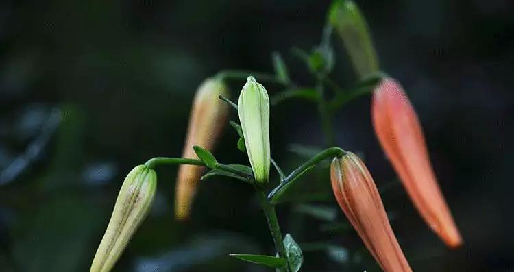 野百合的花语与寓意（揭开野百合花的含义）