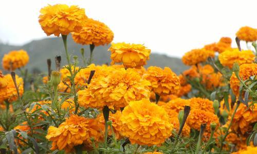 野菊花花语探秘（野菊花花语的意义及传承）