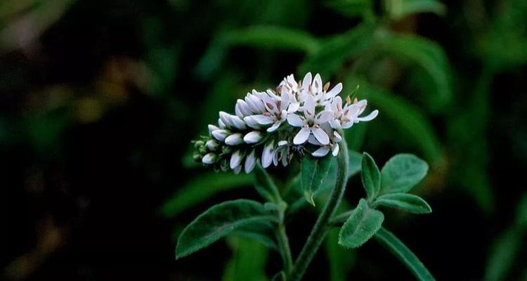 花带狼字的花语之谜（揭开花语中与狼相关的神秘符号）