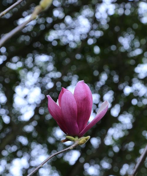 玉兰花的种类与花语（探秘玉兰花的不同品种及其传达的寓意）