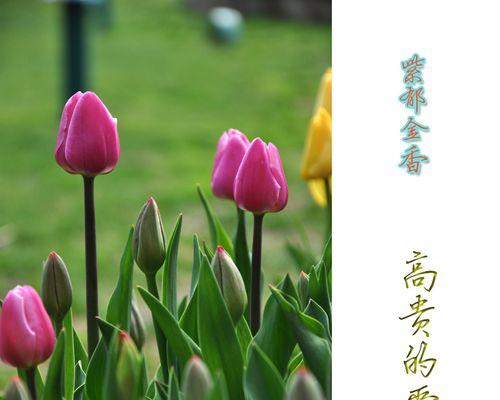 郁金香花语与寓意（探寻郁金香的花语及其象征意义）