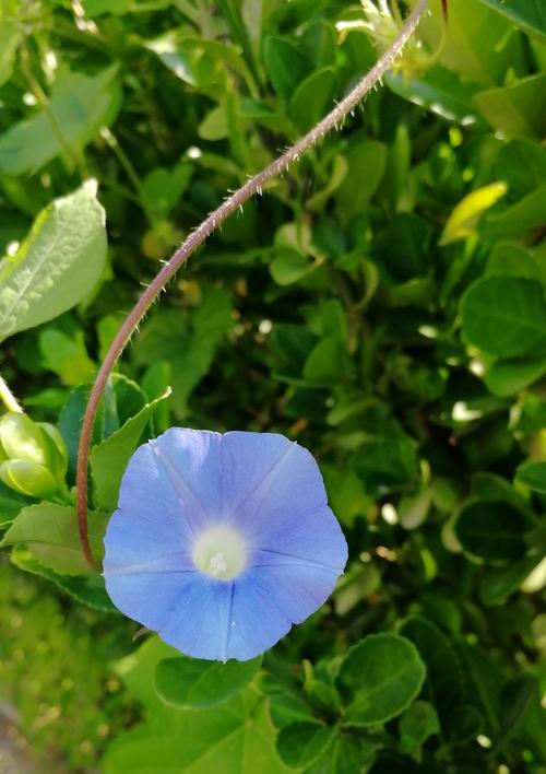 圆叶牵牛花语（探寻圆叶牵牛的花语与美学价值）