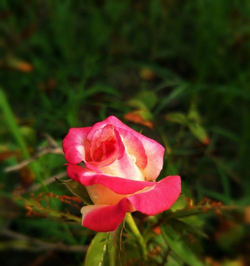 月季与玫瑰（繁花似锦）