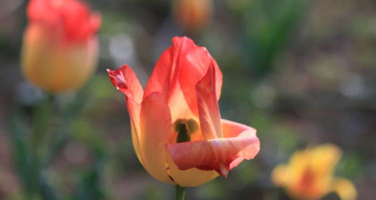 春节郁金香花语的深意（传递祝福的春节郁金香）