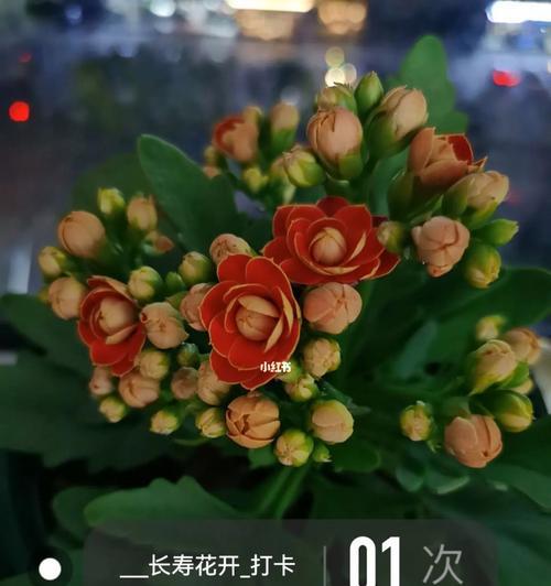 中国花卉文化中代表长寿的花朵（长寿花的神奇力量及传统意义）