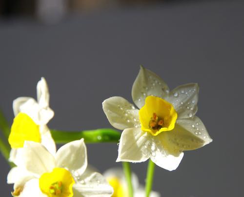 中国水仙花的花语（传递爱与美的春天使者）