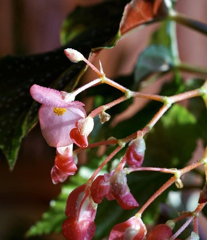 竹节海棠（竹节海棠花的寓意与象征意义）