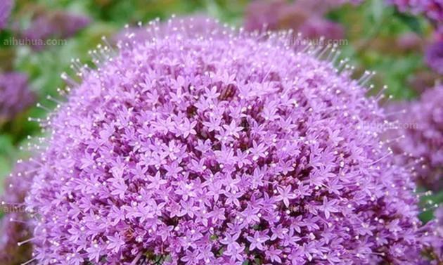 紫色花语风信子（探寻紫色花语风信子的神秘力量）