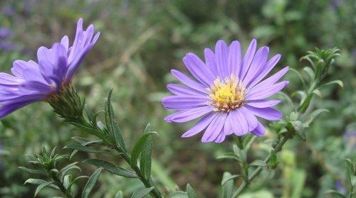 紫色野菊花的花语及其意义（揭开紫色野菊花所蕴含的秘密）