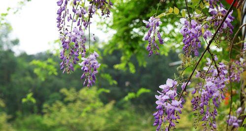 紫藤花的花语与意义（探索紫藤花的文化内涵与象征意义）