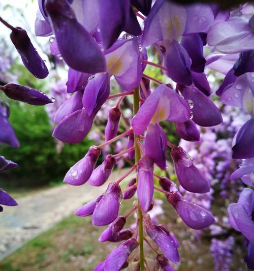 紫藤花的花语与意义（探索紫藤花的文化内涵与象征意义）