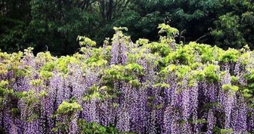 紫藤花的花语与意义（探索紫藤花的文化内涵与象征意义）