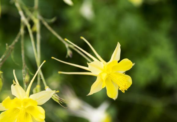 以子萼玉簪花语探索爱情之美（用花的语言传递真挚情感）