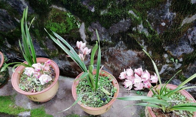 蕙兰花语与寓意（探索蕙兰花的美丽内涵）