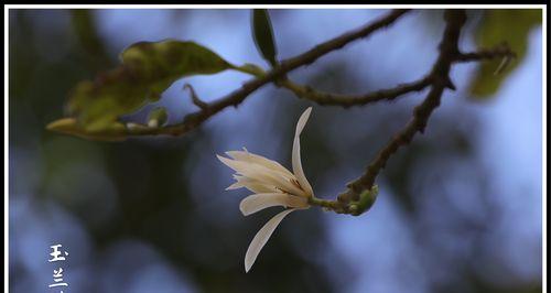 白兰花的花语（探寻白兰花背后的花语）