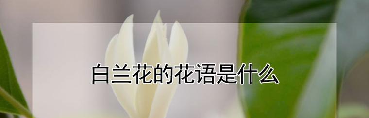 白兰花（美丽白兰花的花语和寓意）