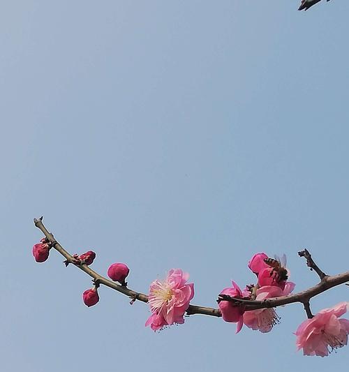 白梅花的花语——坚毅不屈的象征（白梅花的美丽与意义）