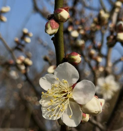 白梅花的花语——坚毅不屈的象征（白梅花的美丽与意义）