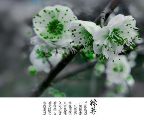 白梅花的花语——坚毅不屈的象征（白梅花的美丽与意义）