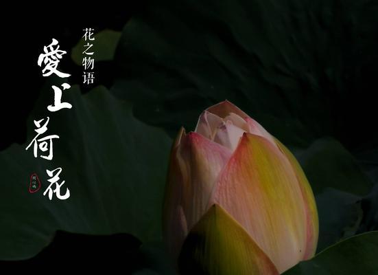 白色莲花的花语与象征意义（解读白色莲花的寓意与文化内涵）