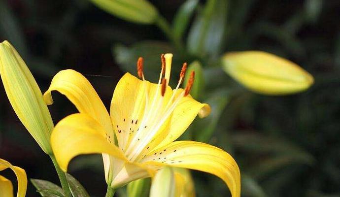 百合花（以花传情）