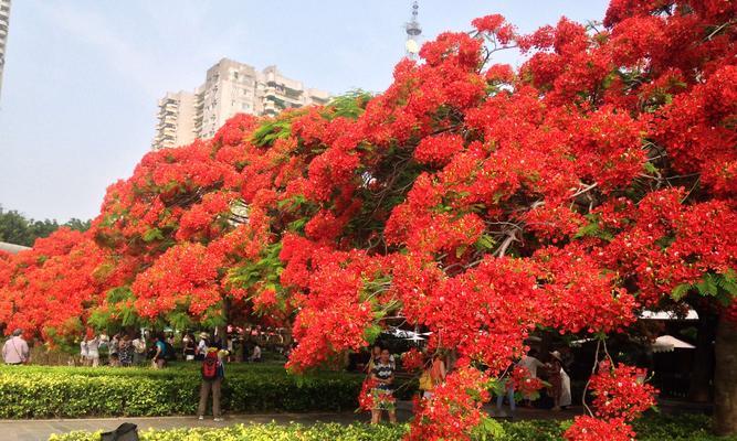 凤凰花的寓意与象征——传递希望与重生的花朵（以凤凰花为媒介）