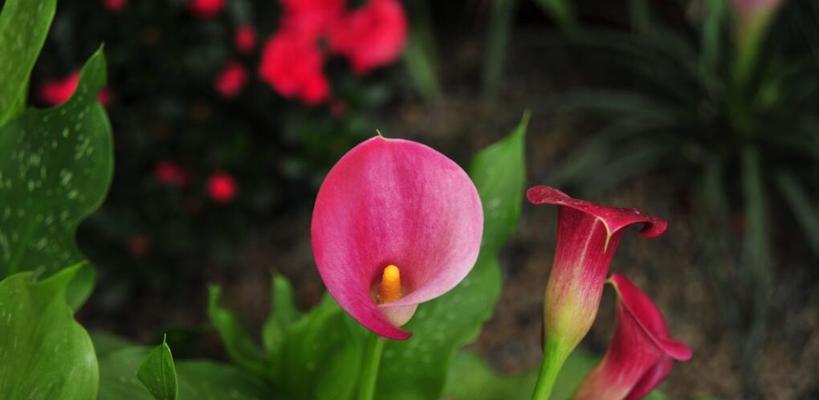 马蹄莲花的花语与寓意（美丽的马蹄莲）