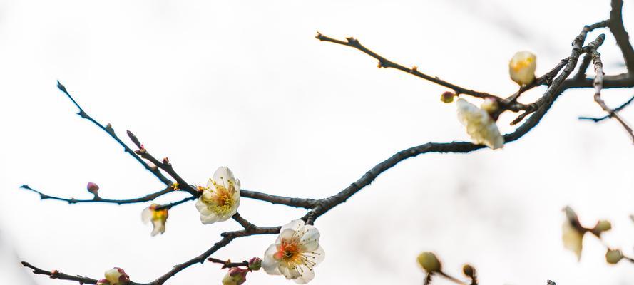 腊梅花语的含义与象征（揭秘腊梅花语）