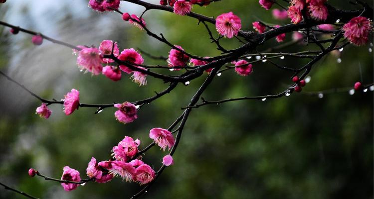 梅花吉祥之旅（探寻梅花文化的深层含义）