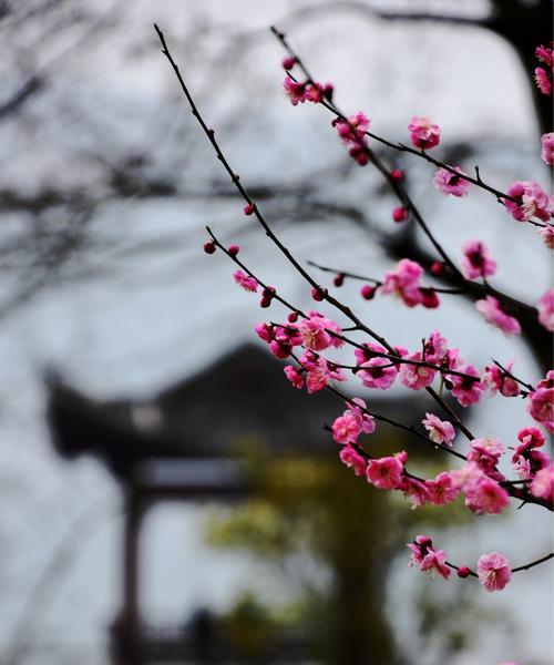 梅花吉祥之旅（探寻梅花文化的深层含义）