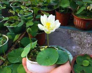 无土水培碗莲怎么种植（有关碗莲的种植步骤）