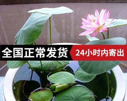 无土水培碗莲怎么种植（有关碗莲的种植步骤）