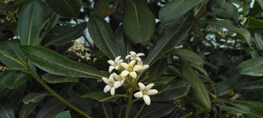 海桐花几月份开花（关于海桐花花期简介）