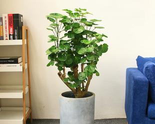 客厅植物选什么好（客厅适合养的植物介绍）