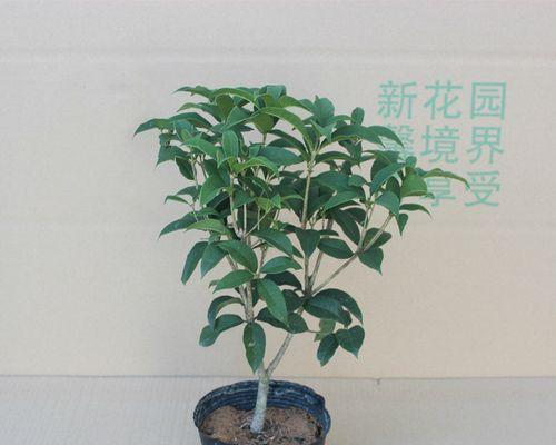 桂花树好养吗（有关桂花树的养护要点）